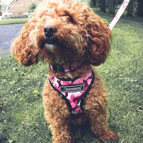Wholesale High - Quality Dog Leash Four - Piece Sets, the First Choice for Pet Supply Stores