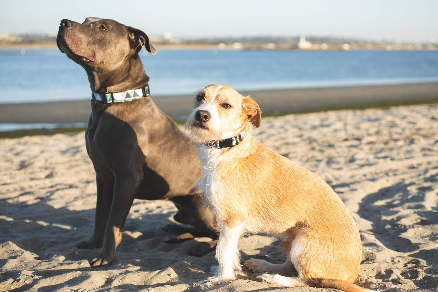 Coleiras de cachorro da moda por atacado para atender a diversos requisitos de estilo